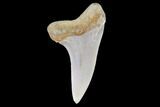 Mako Shark Tooth Fossil - Sharktooth Hill, CA #94714-1